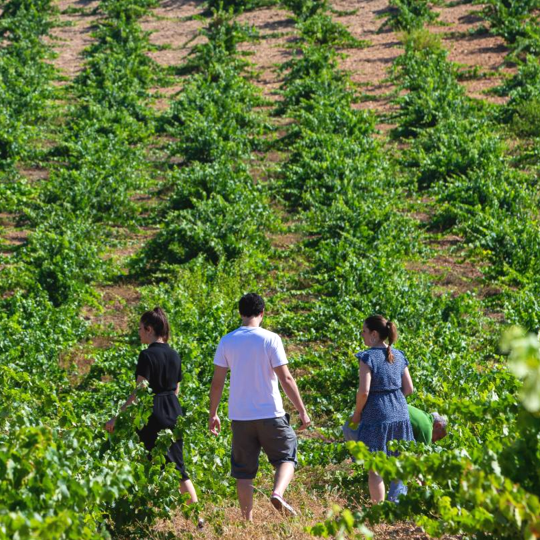 Tourists in vineyards in Zamora, Castile and Leon