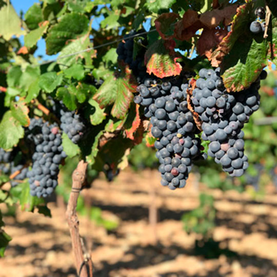 Garnacha tintorera grapevine