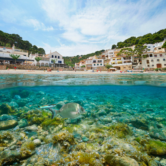 Blick vom Wasser auf die große Artenvielfalt, die man beim Schnorcheln in der Cala Sa Tuna in Begur, Gerona, beobachten kann.