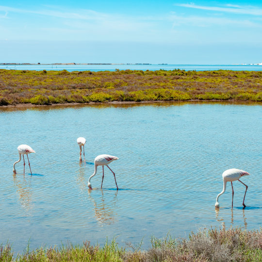 Flamencos en el Delta del Ebro en Tarragona, Cataluña Flamencos en el Delta del Ebro en Tarragona, Cataluña