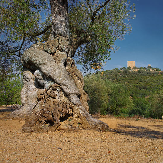 Thousand-year-old olive tree with Ulldecona Castle in the background, Catalonia