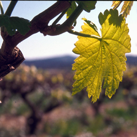 Detalle de los viñedos de la Rutas del vino y del cava del Penedès