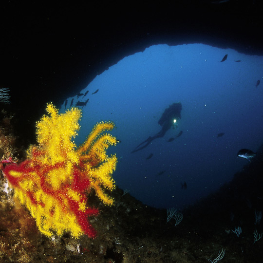 Diving off the Medes Islands, Girona (Catalonia)