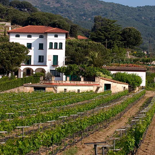 Vineyards in Alella, Catalonia