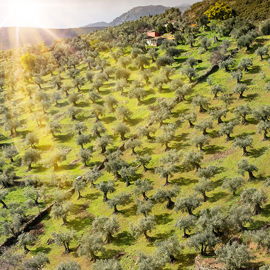 Campo de olivos en Extremadura