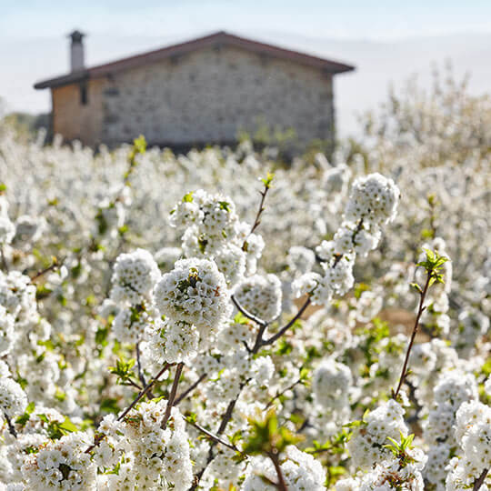 Cerezos en flor en el valle del Jerte, Extremadura