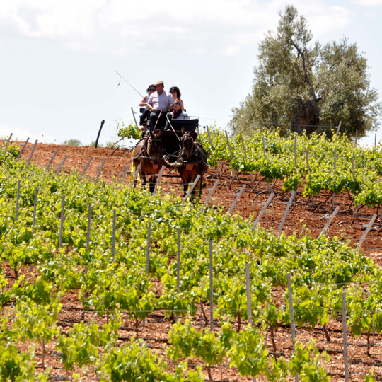 Ribera del Guadiana Wine and Cava Route