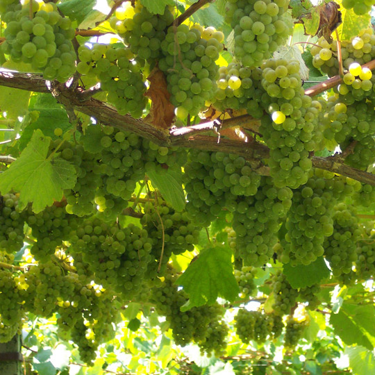  Виноград сорта «альбариньо»