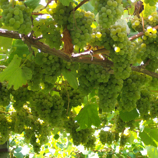  Uvas albariñas