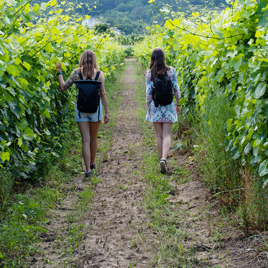 Tourists walking among the Ribeiro vineyards