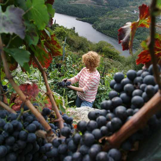 Winobranie w Ribeira Sacra, Galicja 