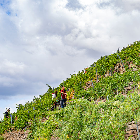 Vendanges dans la Ribeira Sacra