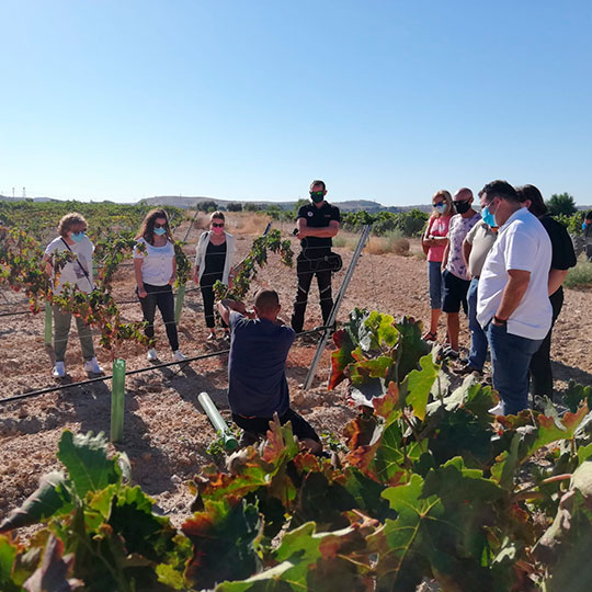 Visit to vineyards on the Madrid Wine Route