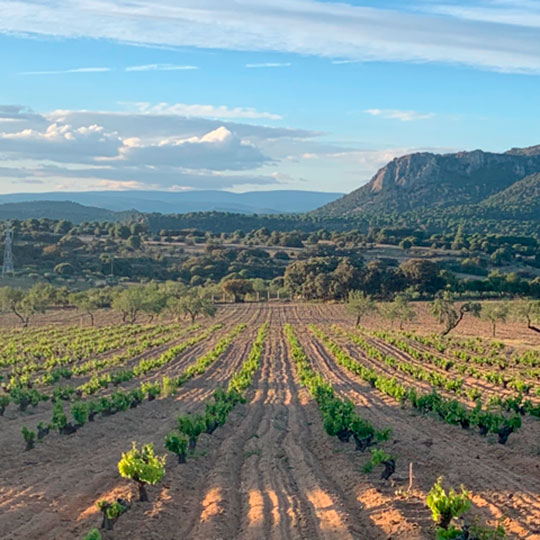 Besuch der Weinberge entlang der Madrider Weinstraße