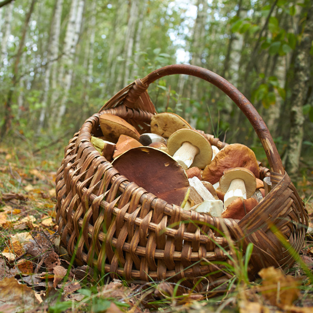 Raccolta di funghi