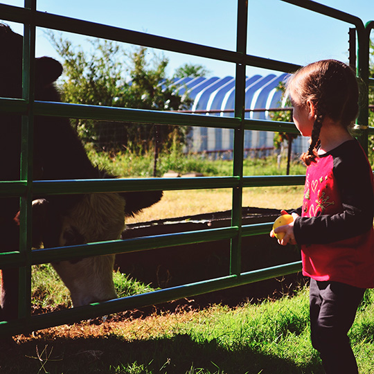 Une petite fille avec une vache. Agrotourisme