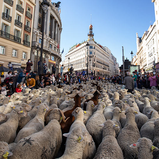 Transhumance dans la région de Madrid