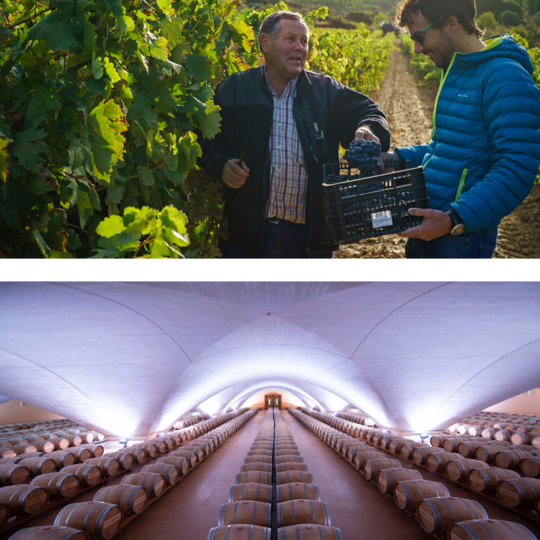 Arriba: Turistas durante la vendimia en la zona de la Baja Montaña, Navarra / Abajo: Detalle de bodega en Otazu, Navarra