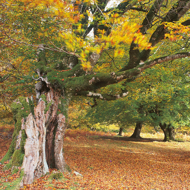 Bosco di Irati