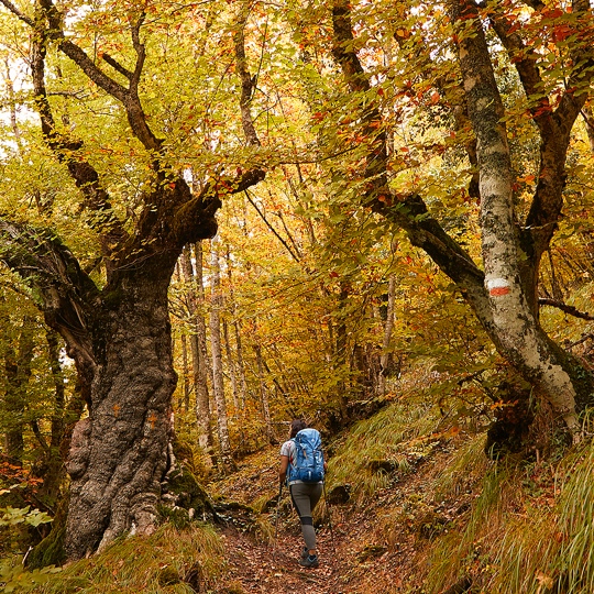 Junger Wanderer auf der Route von Gartxot im Wald von Irati