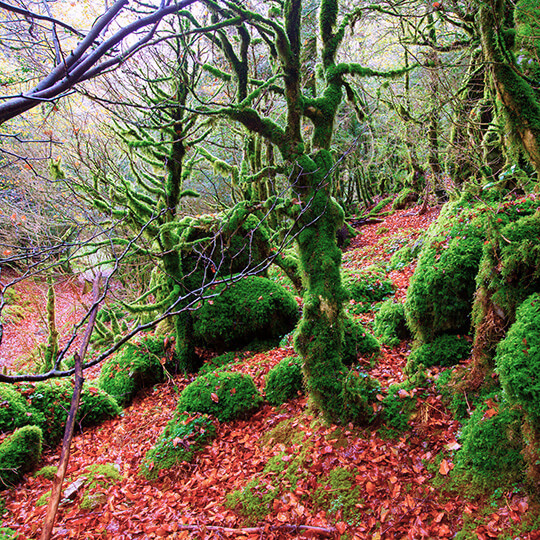 Forêt d'Irati, en Navarre