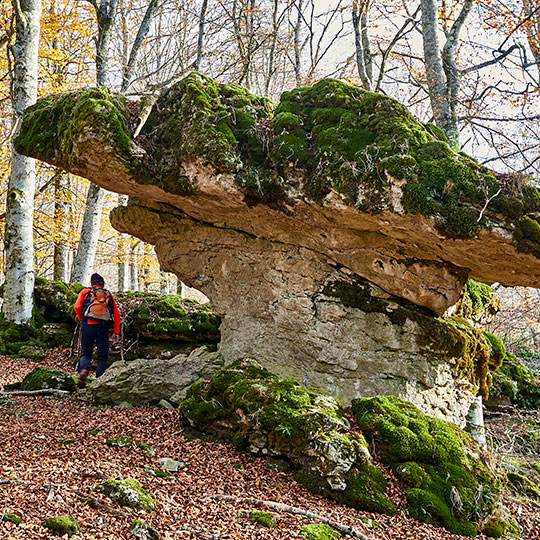 Bosco magico nel Parco naturale di Urbasa, Navarra Bosco magico nel Parco naturale di Urbasa, Navarra