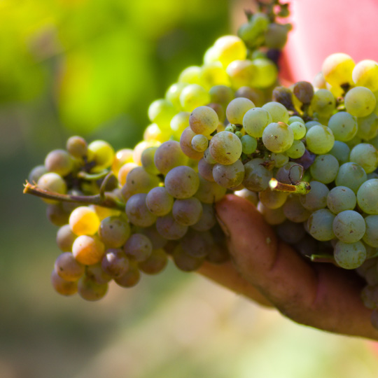Winogrona używane do produkcji wina Txakoli
