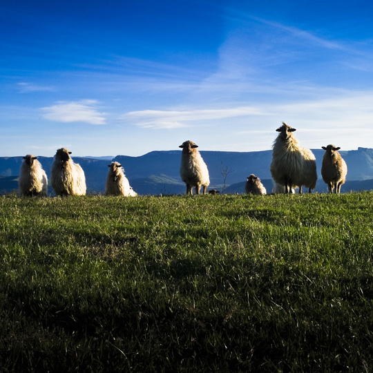 Овцы на маршруте виноделия 