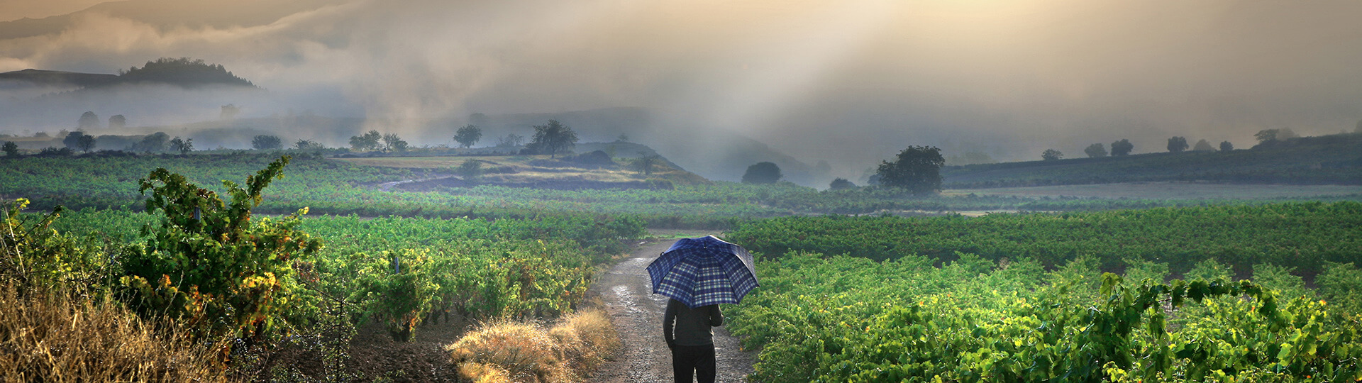 Vinhedos em La Rioja