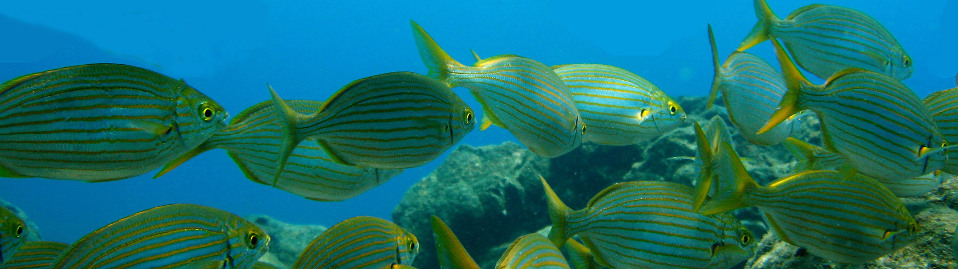 Seabed off La Palma, Canary Islands