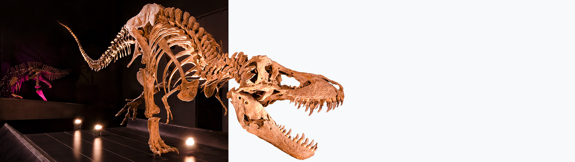 Tyrannosaurus Rex w Muzeum Paleontologicznym w Teruel
