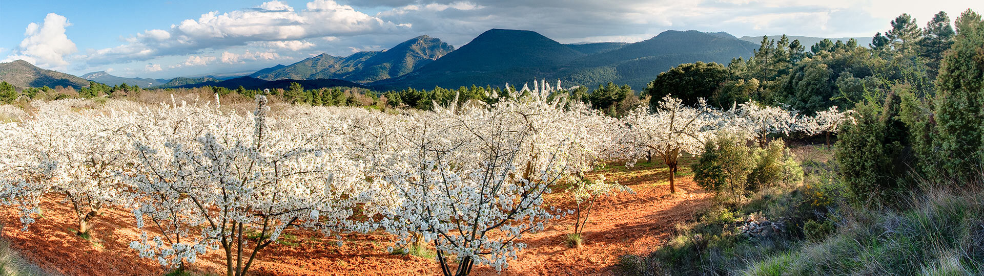  Цветущие вишневые деревья в долине Валье-дель-Херте, Эстремадура