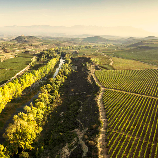  The Vineyards of San Asensio with Davalillo Castle in the background, La Rioja