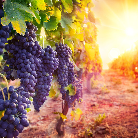 Weinberge bei Sonnenuntergang