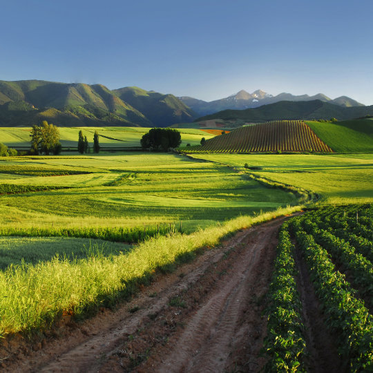 Landscape of vineyards in La Rioja