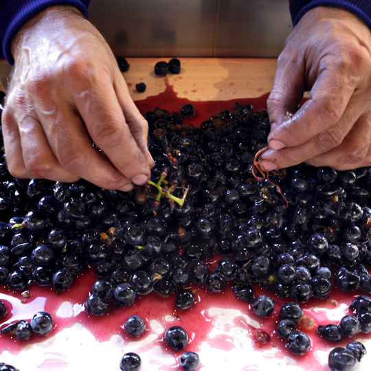 Seleção de uvas