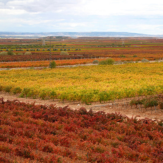 Vineyards in Alfaro, La Rioja
