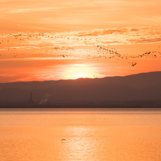 Aves migrando al atardecer en la Albufera de Valencia, Comunidad Valencia Aves migrando al atardecer en la Albufera de Valencia, Comunidad Valencia