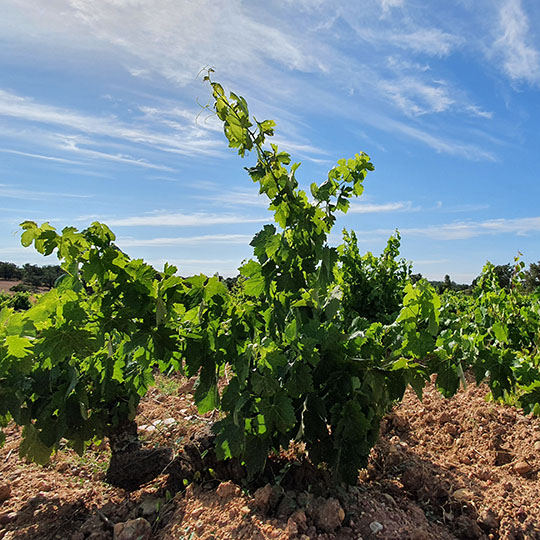 Weinberg an der Weinstraße von Arribes