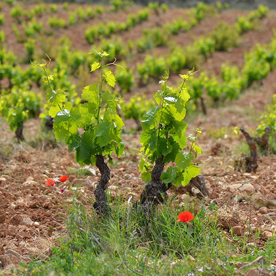 Weinberge an der Weinstraße von Calatayud