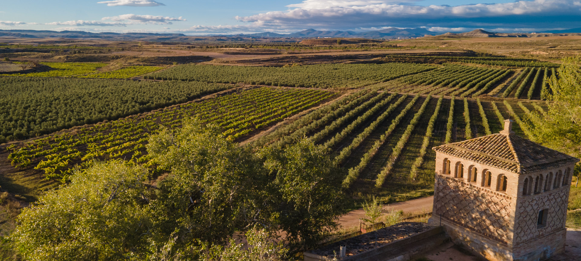 Weinberg. Garnacha-Weinstraße. Zaragoza.
