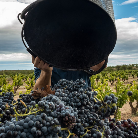 Weinlese. Garnacha-Weinstraße. Zaragoza.