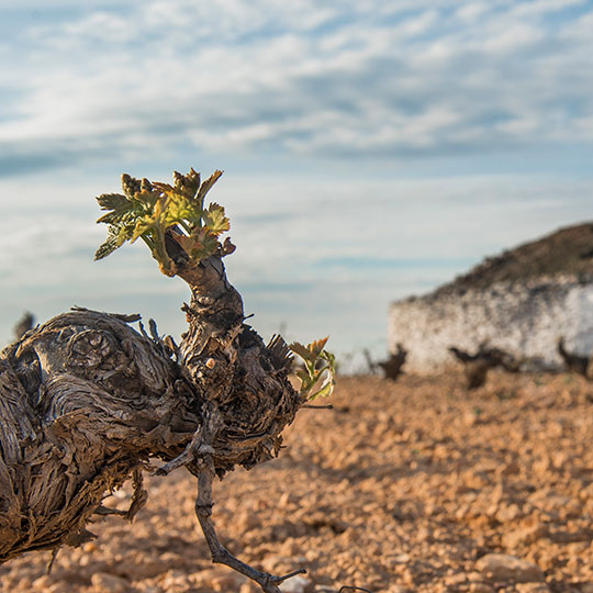 Weinberge an der Weinstraße von La Mancha