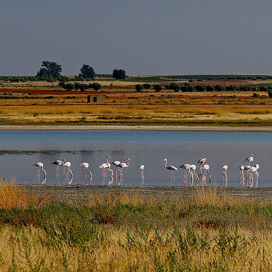 Lagune mit Flamingos an der Weinstraße von La Mancha