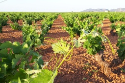 Vinhedos da rota do vinho de Valdepeñas