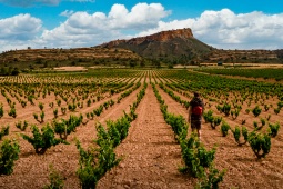 Vinhedo. Rota do Vinho de Jumilla. Múrcia