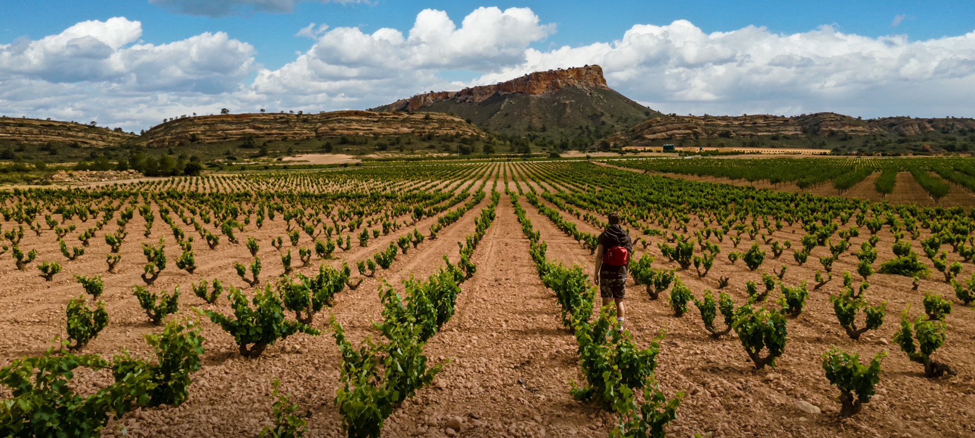 Vignoble. Route du vin de Jumilla. Murcie