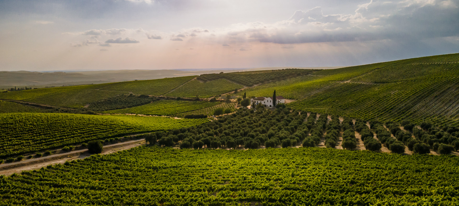 Vigneti della regione di Montilla-Moriles, Andalusia