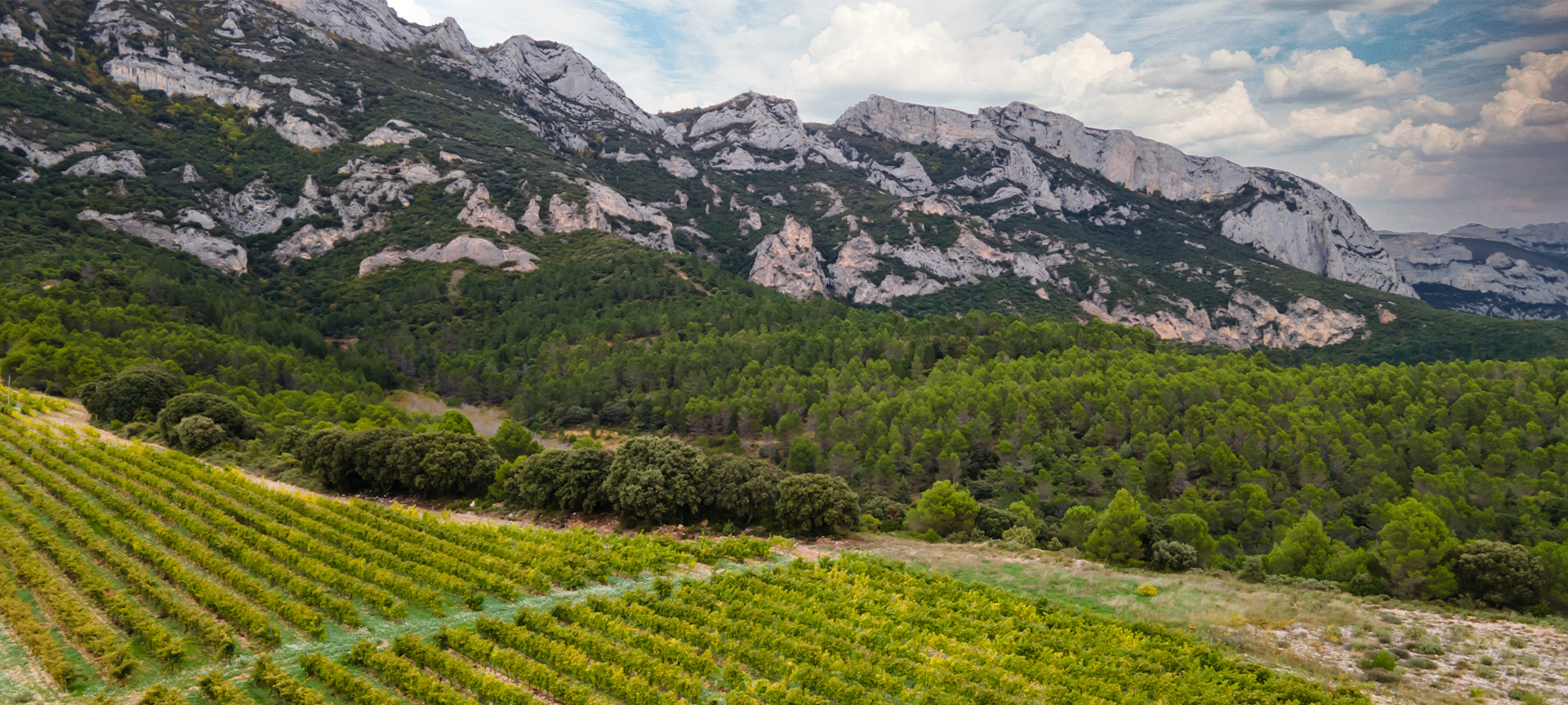 Paysage de la route du vin Rioja Alavesa