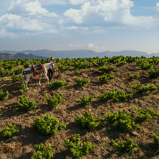 Mann reitet auf einem Pferd durch einen Weinberg. Weinstraße Ronda Málaga